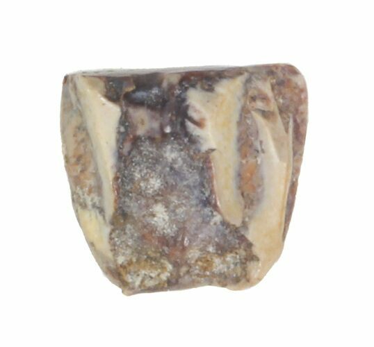Triceratops Shed Tooth - Montana #41279
